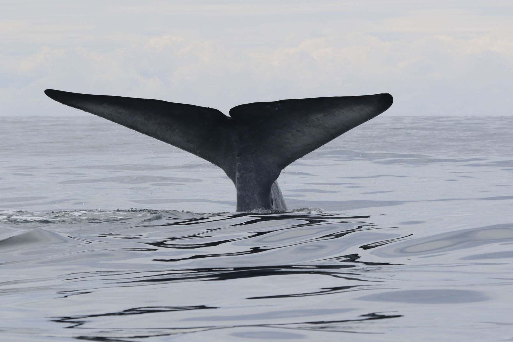 whale.jpg